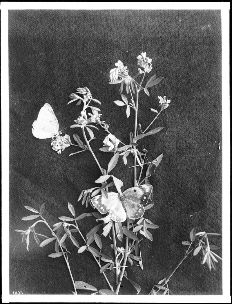 Two butterflies on alfalfa specimen in Imperial Valley, ca.1910-1925 (CHS-1997)