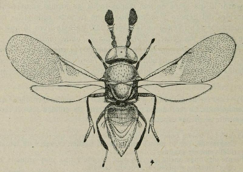 Tyndarichus melanacis, female, Spain