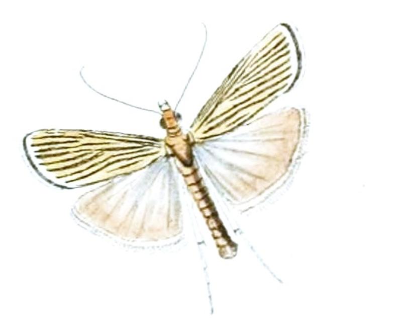 Tyspanodes linealis