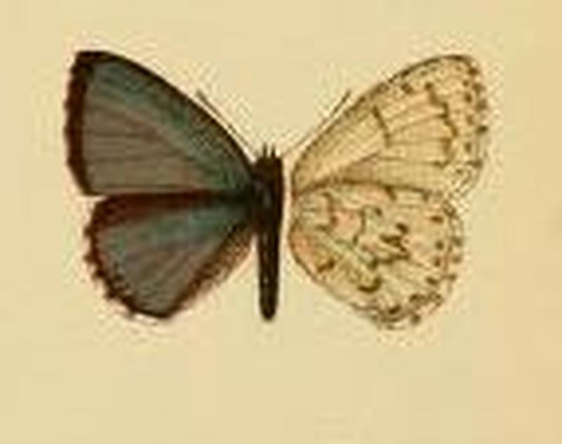 Udara drucei