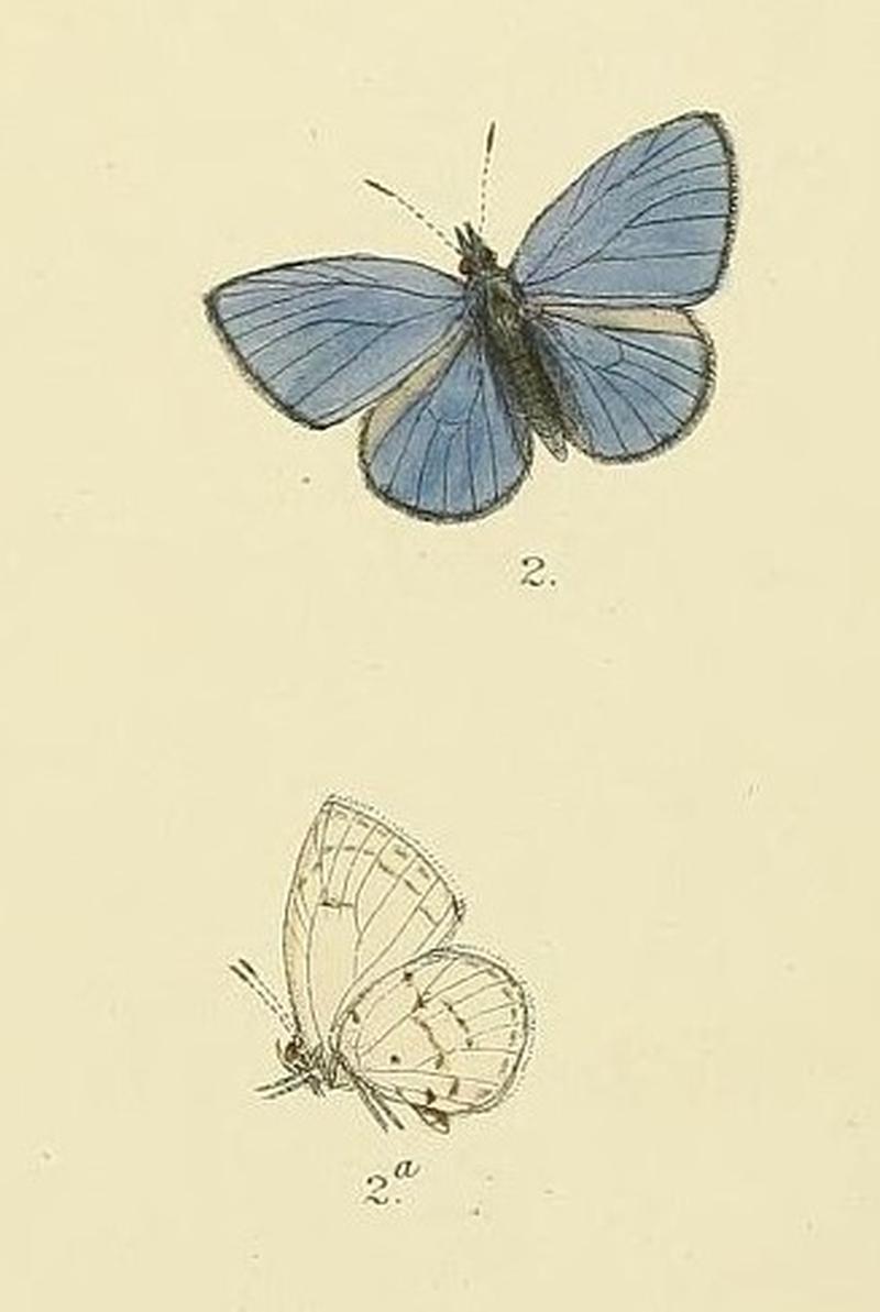 Udara lanka MooreThe Lepidoptera of CeylonPlate35