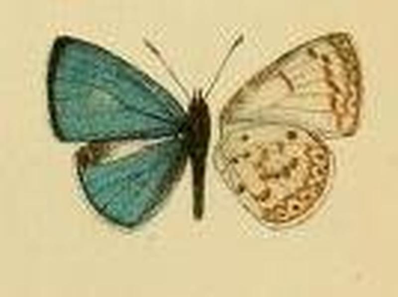 Udara owgarra