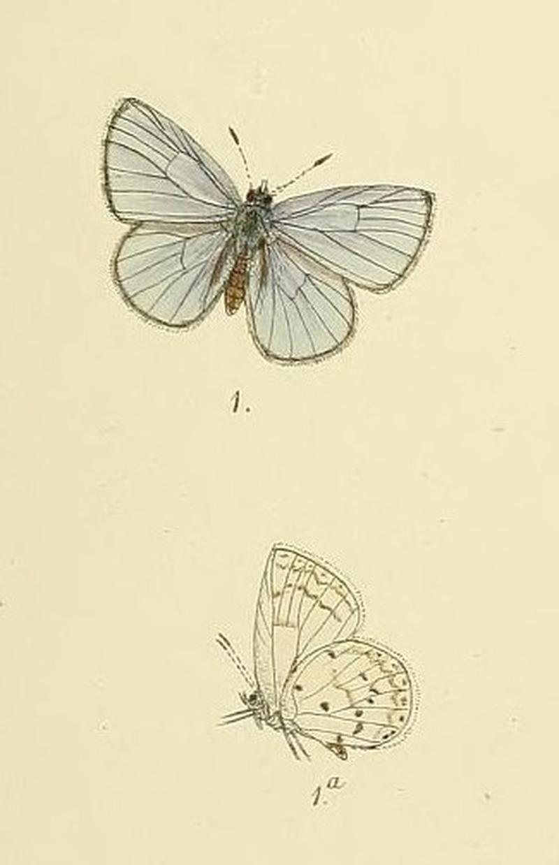 Udara singalensis Frederic Moore