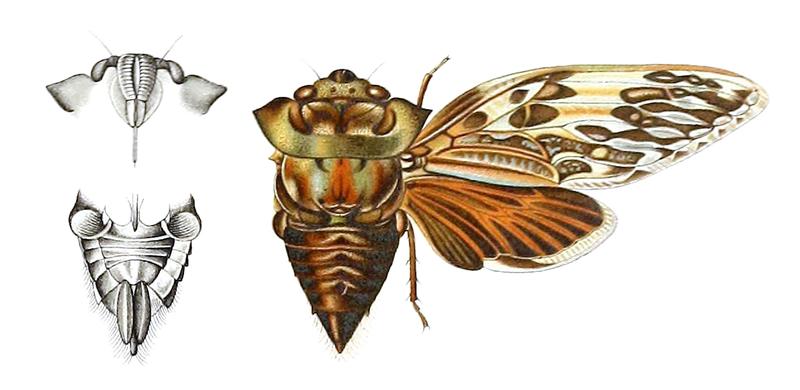 Ugada nutti