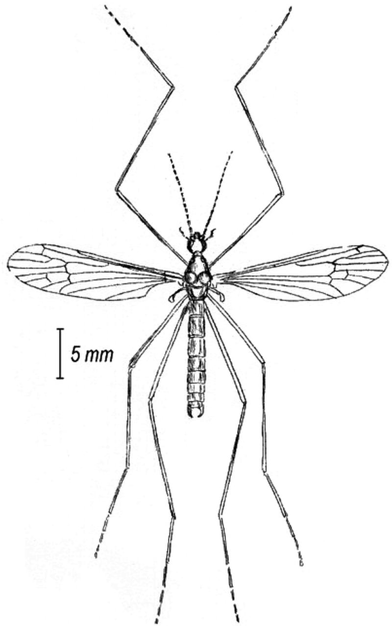 Ula sylvatica adult (from Francis Walker Insecta Britanica Vol 3 page 405 plate XXVII)
