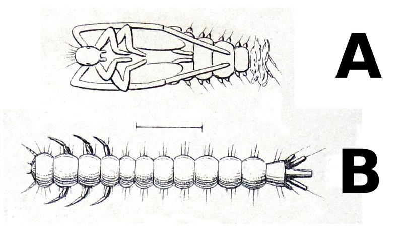 Uleiota planata Reitter1