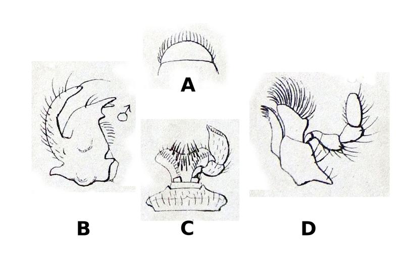 Uleiota planata Reitter2