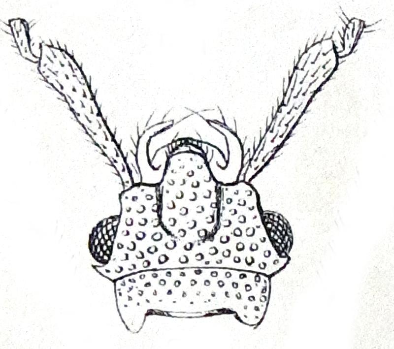 Uleiota planata Reitter3