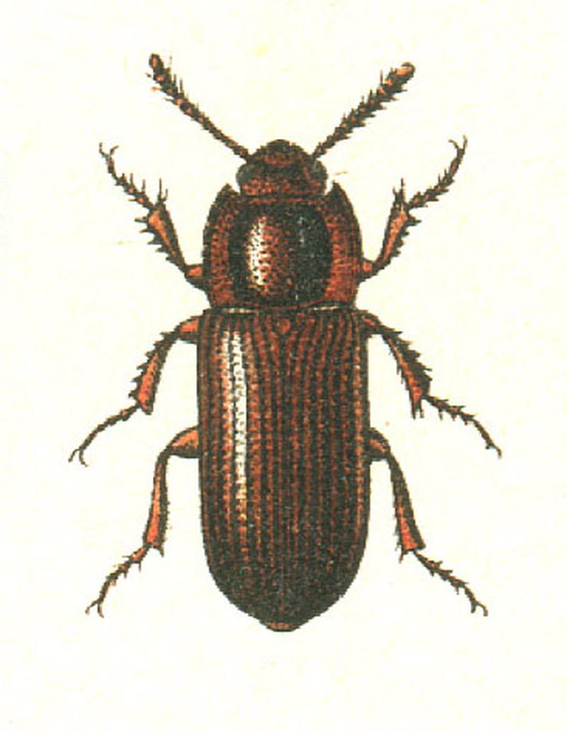 Uloma culinaris
