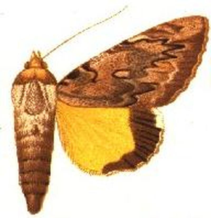 Ulothrichopus dinava