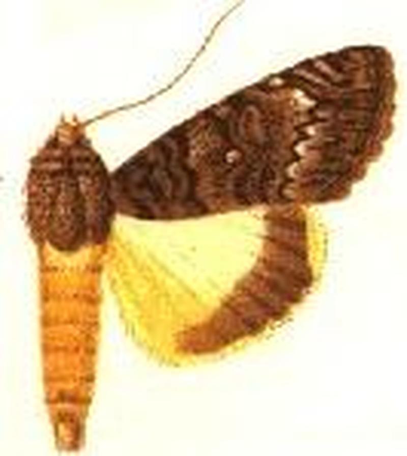 Ulothrichopus leucopasta