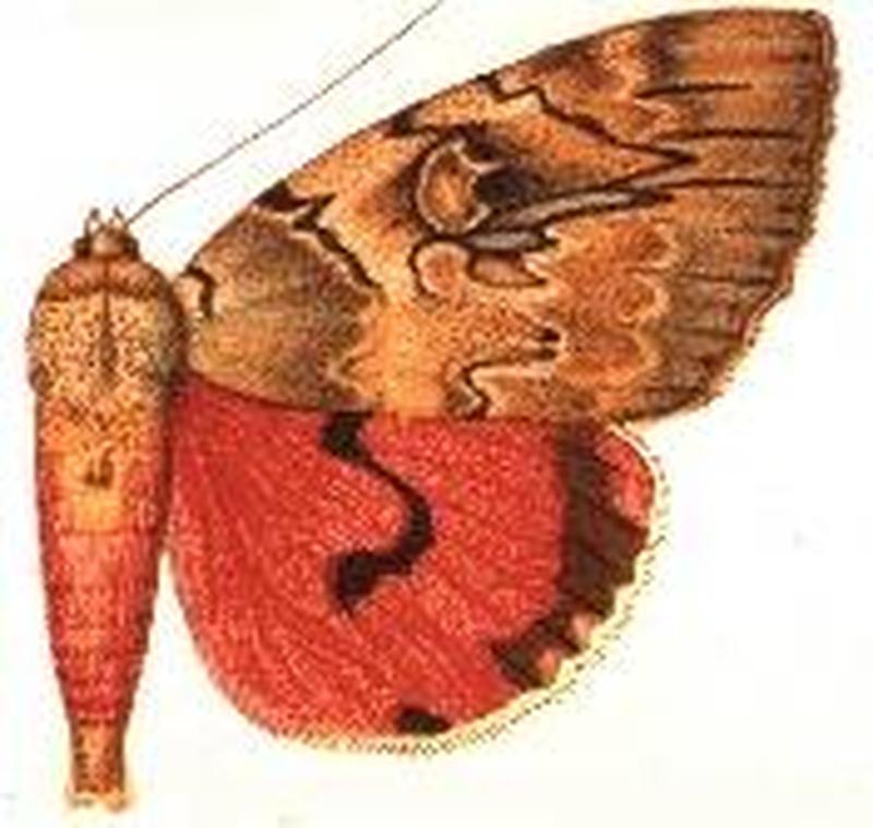 Ulothrichopus maccvoodi