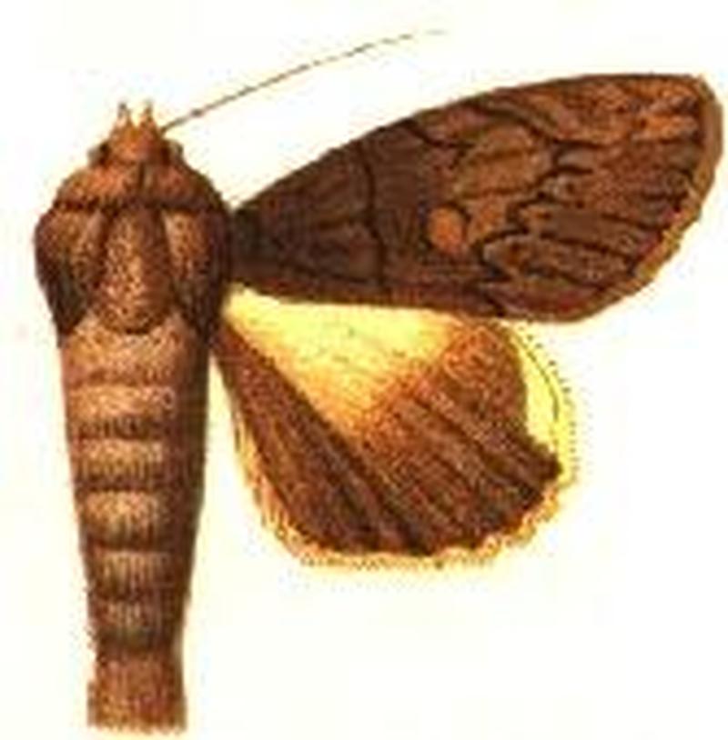 Ulothrichopus mesoleuca