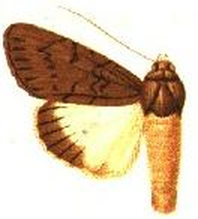 Ulothrichopus phaeoleuca
