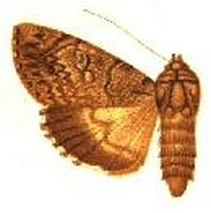 Ulothrichopus phaeopera