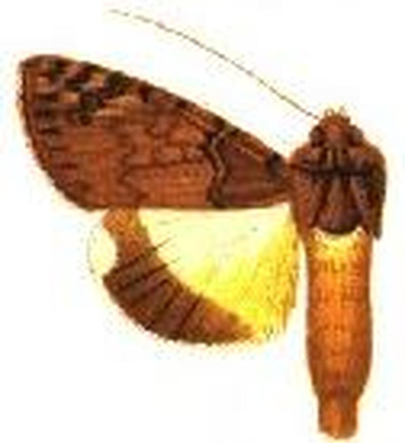 Ulothrichopus primulina
