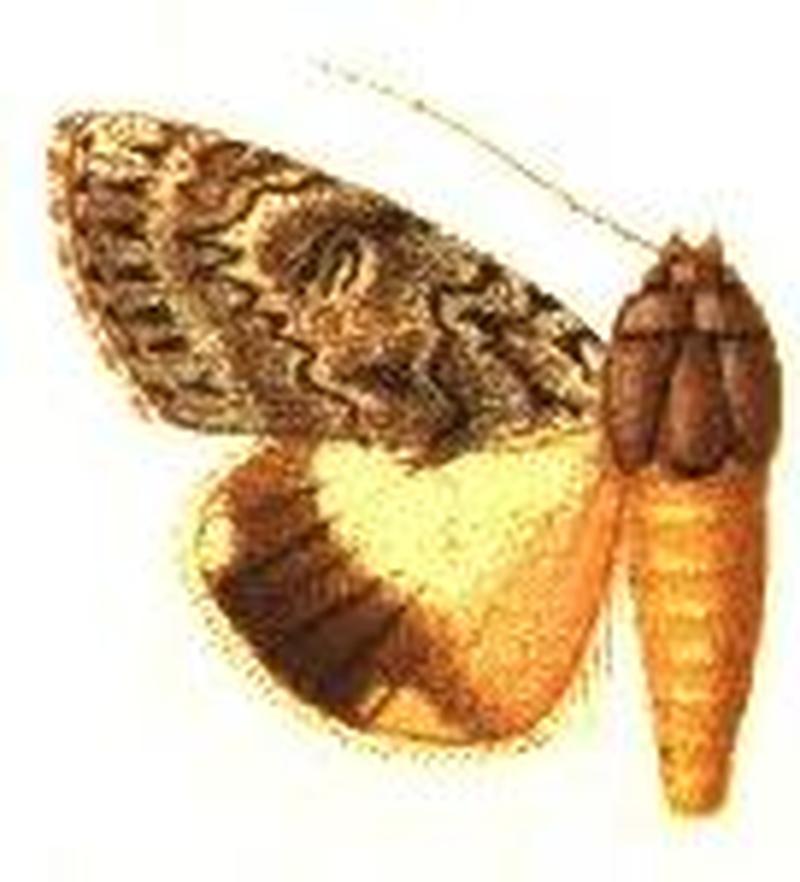 Ulothrichopus stertzi