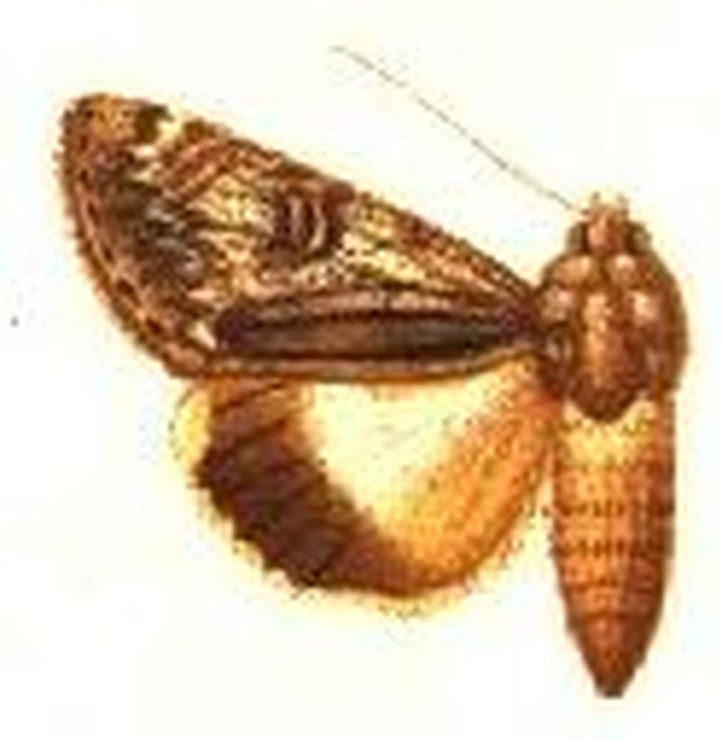 Ulothrichopus tinctipennis