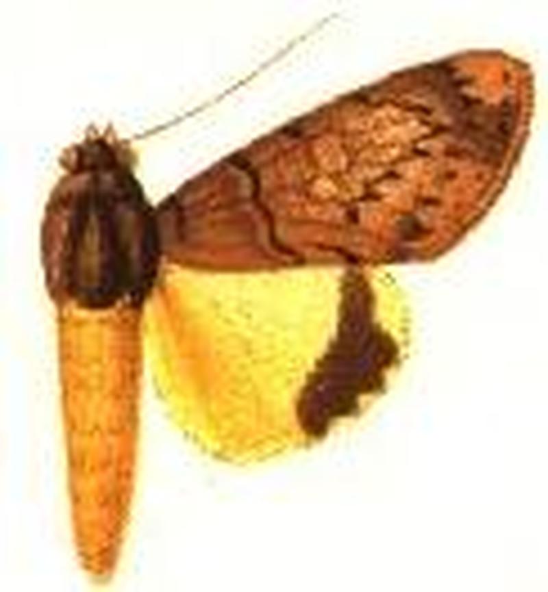 Ulothrichopus trisa