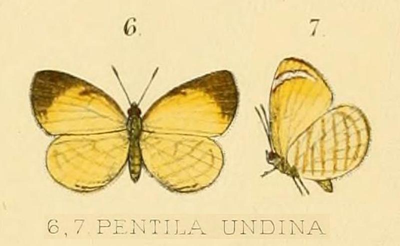 Pentila undina from original description