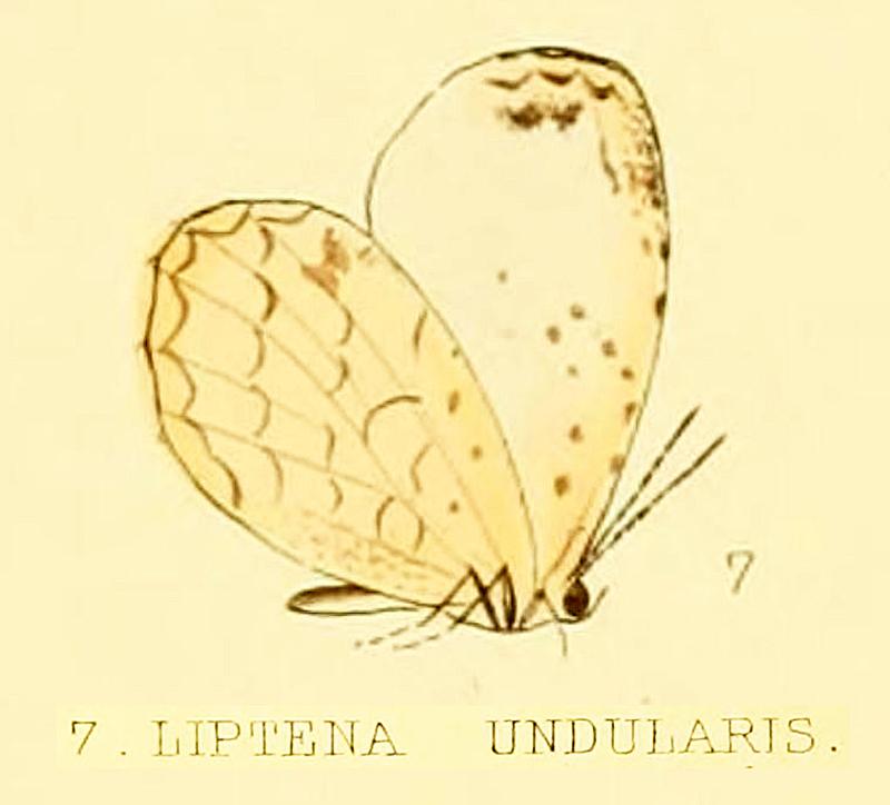 undularis from original description