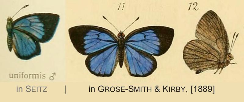 Uniformis males Seitz GSK