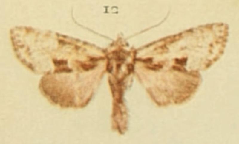 Union Rustic Moths of the British Isles