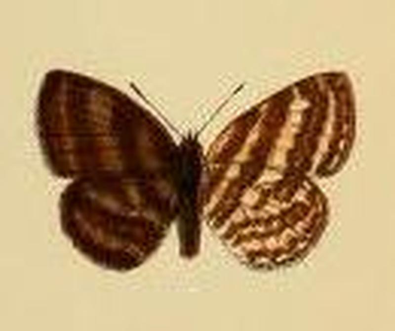 Upolampes evena