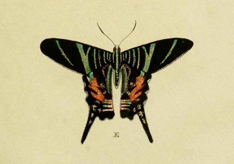 Urania sloanus Cramer&Stoll-uitlandsche kapellen vol. 1- plate 085