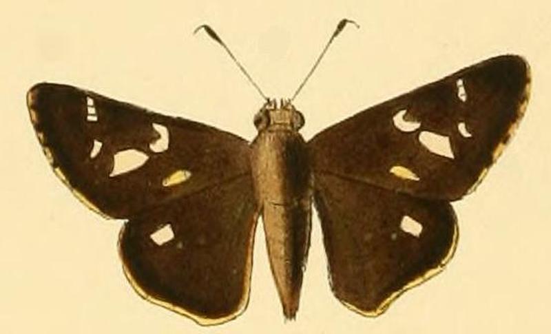 Vacerra bonfilius