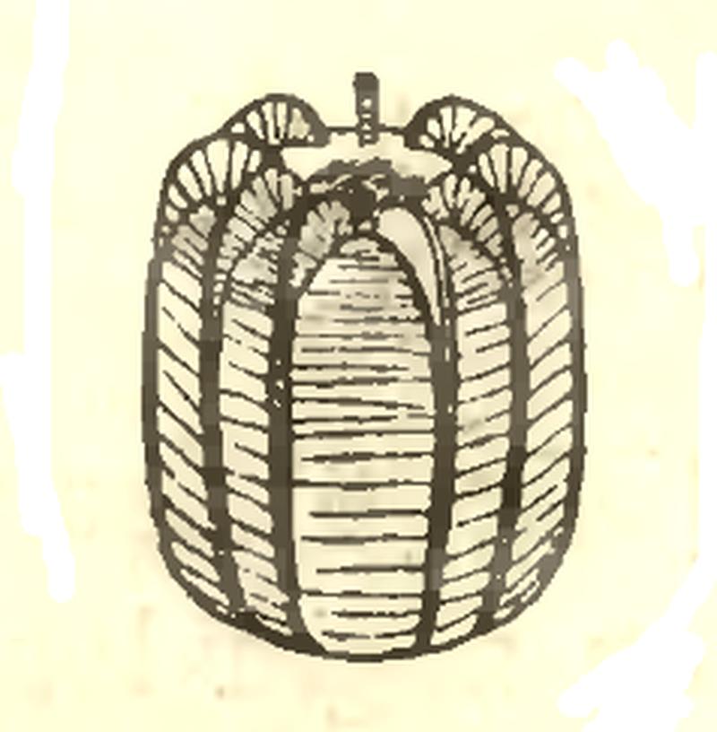 Egg of Vanessa atalanta