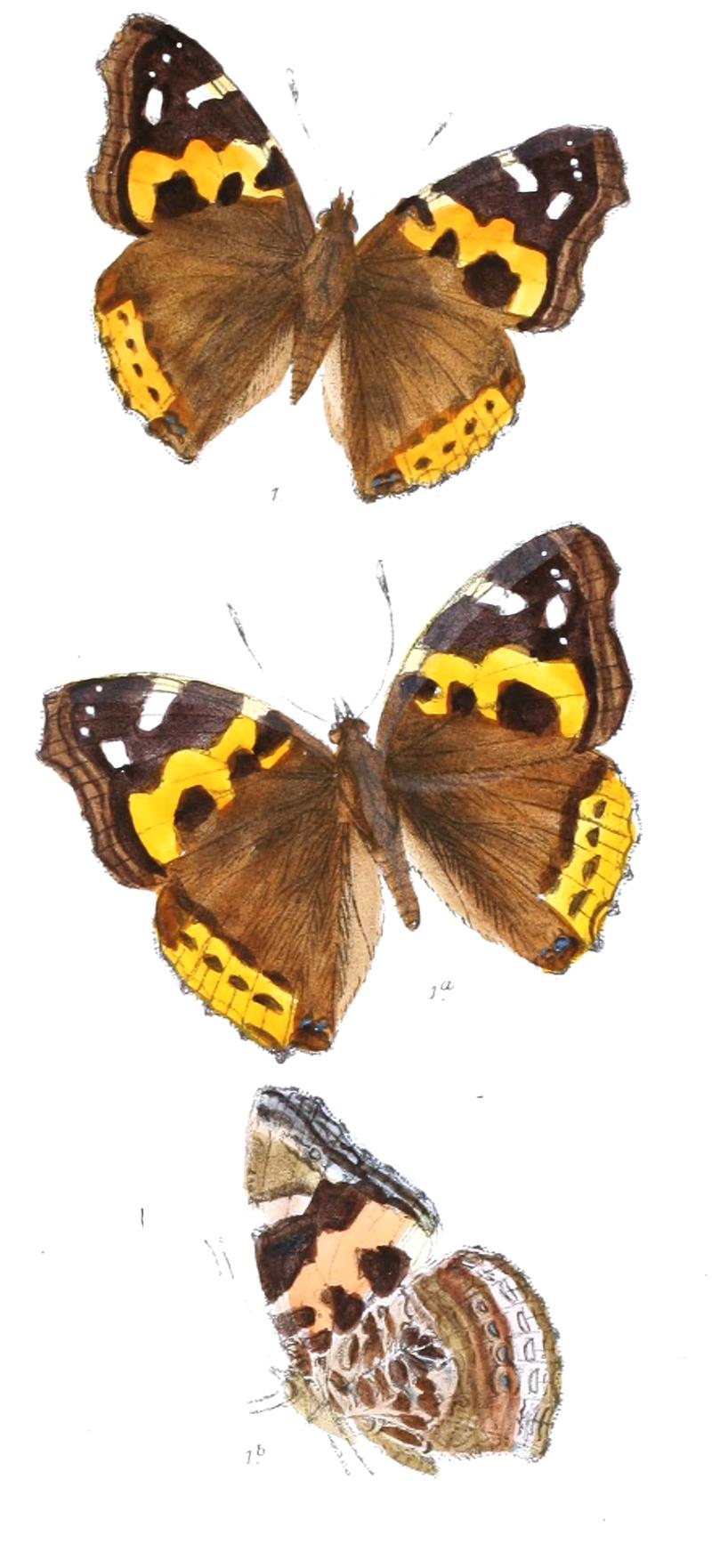 VanessaIndica 320 1