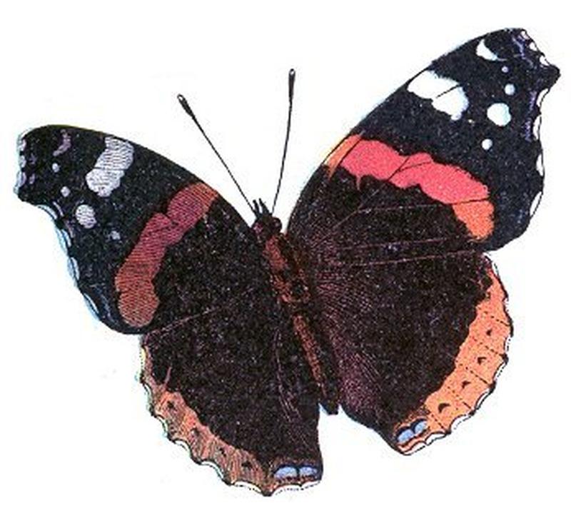 Vanessa atalanta (Millot)