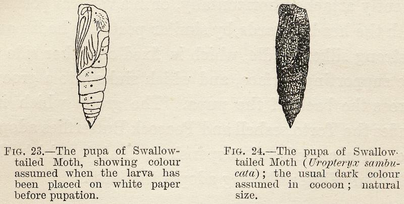 Variable Protective Resemblance in Lepidopterous Pupae