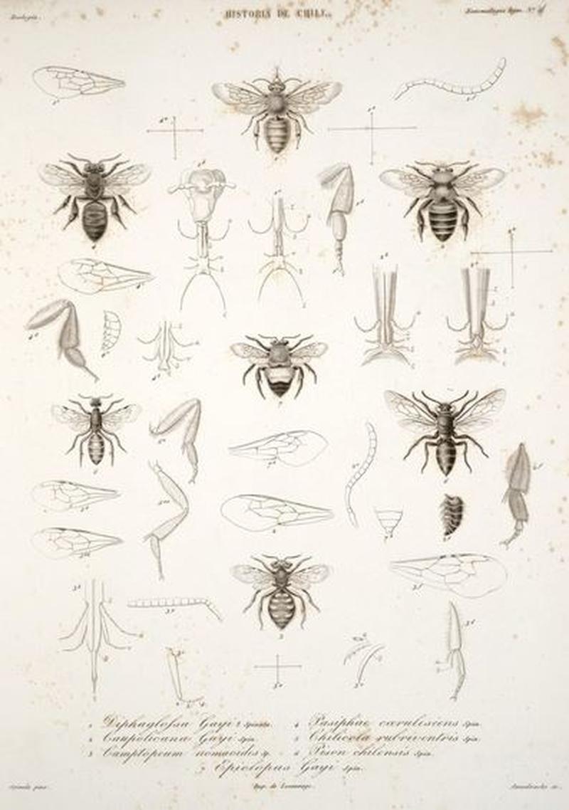 Variation of insects Spinola1