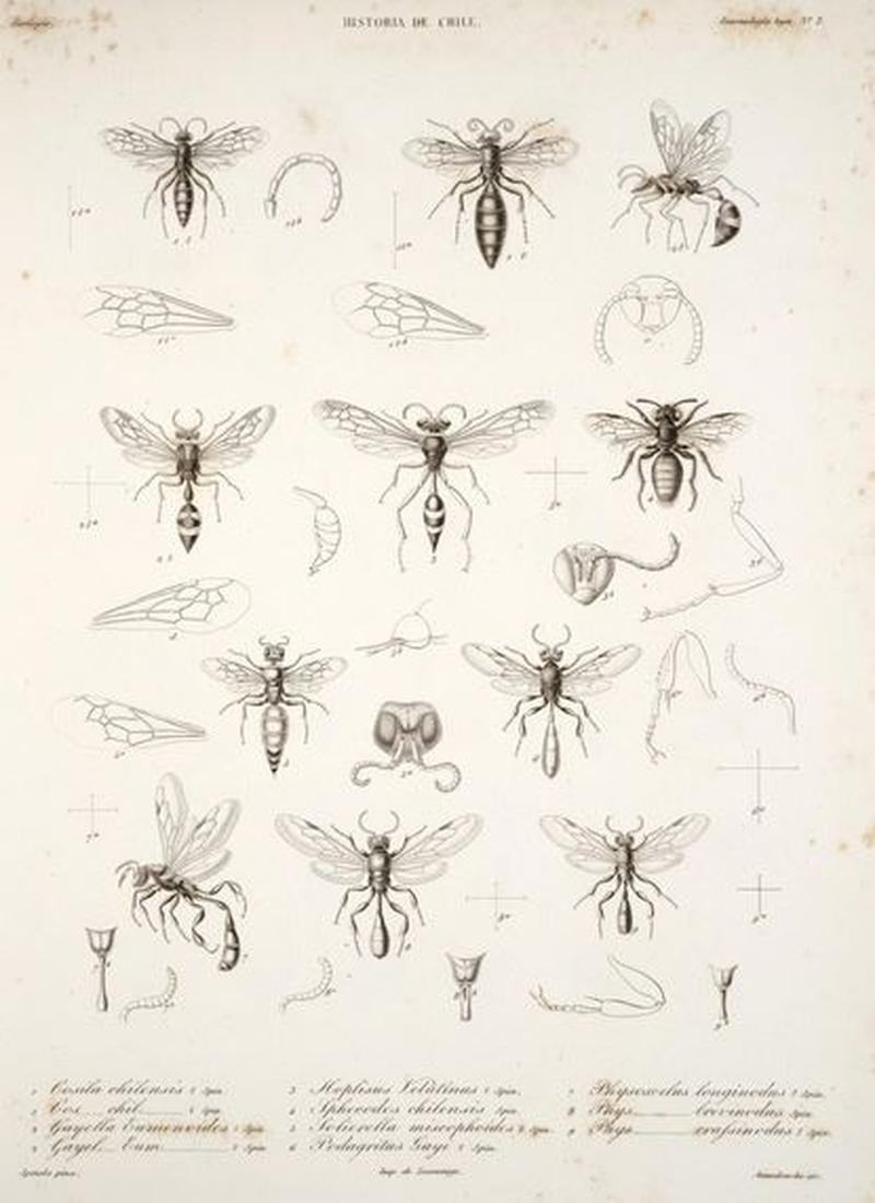 Variation of insects Spinola2