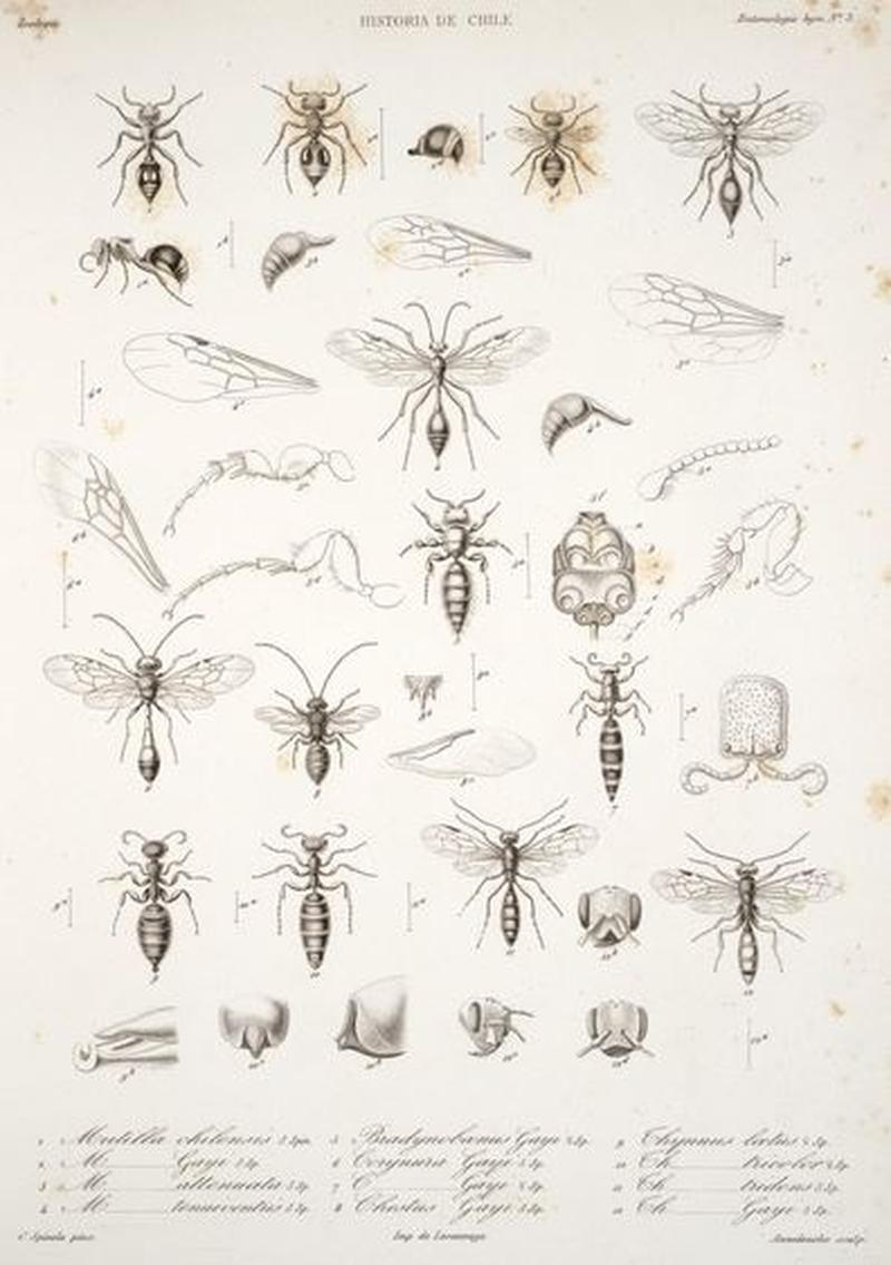 Variation of insects Spinola3