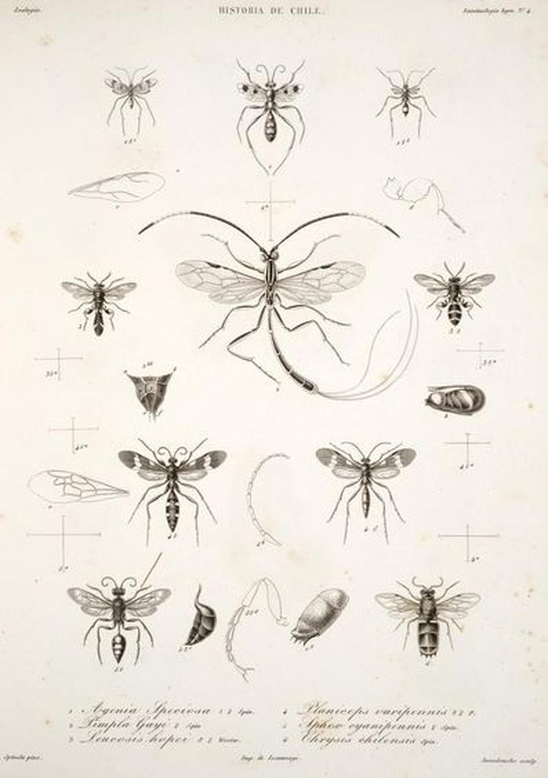 Variation of insects Spinola4