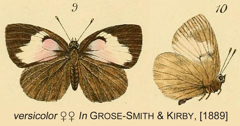 Versicolor Fem GSK1889