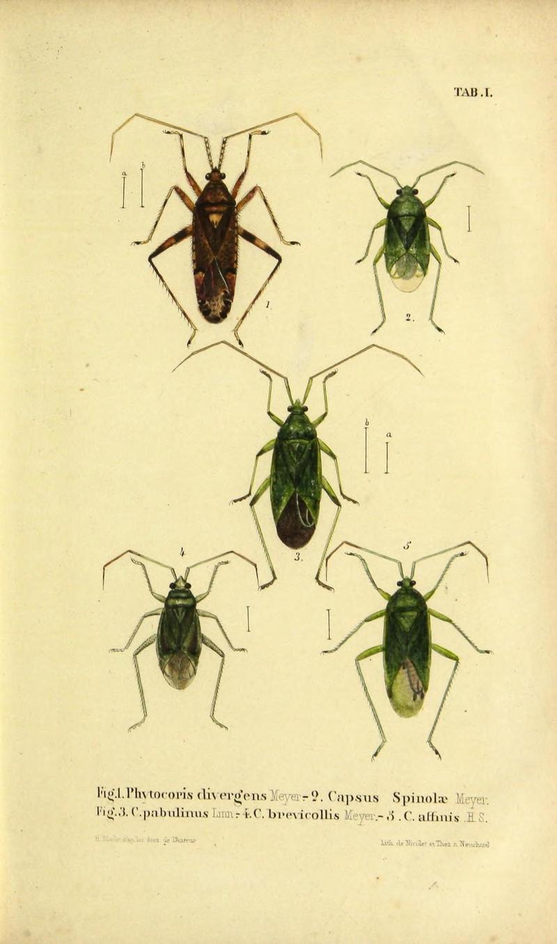 Verzeichniss der in der Schweiz einheimischen Rhynchoten. (Hemiptera Linn) (Page Pl. I) (9271035170)