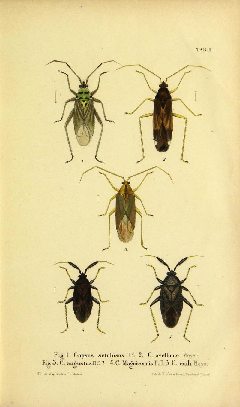 Verzeichniss der in der Schweiz einheimischen Rhynchoten. (Hemiptera Linn) (Page Pl. II) (9271036408)