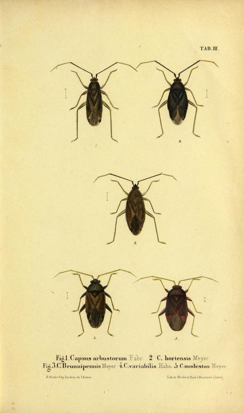 Verzeichniss der in der Schweiz einheimischen Rhynchoten. (Hemiptera Linn) (Page Pl. III) (9268254177)