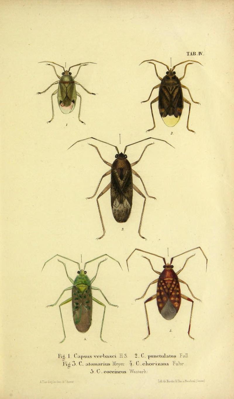 Verzeichniss der in der Schweiz einheimischen Rhynchoten. (Hemiptera Linn) (Page Pl. IV) (9268255333)