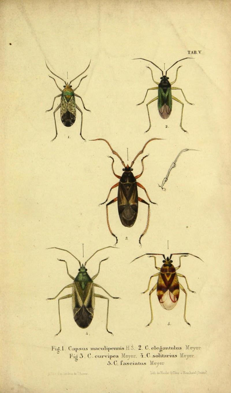 Verzeichniss der in der Schweiz einheimischen Rhynchoten. (Hemiptera Linn) (Page Pl. V) (9271039632)