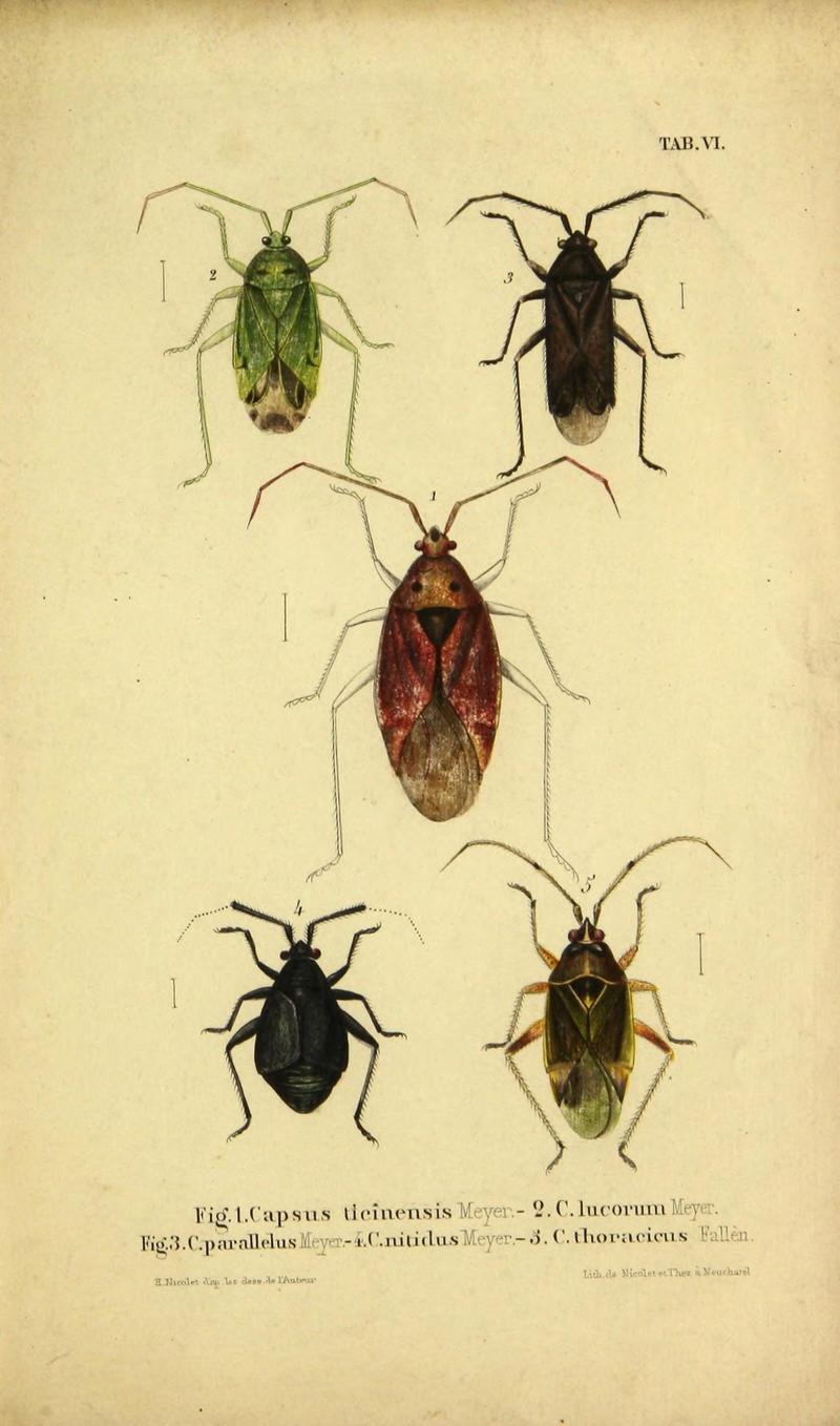 Verzeichniss der in der Schweiz einheimischen Rhynchoten. (Hemiptera Linn) (Page Pl. VI) (9268257649)