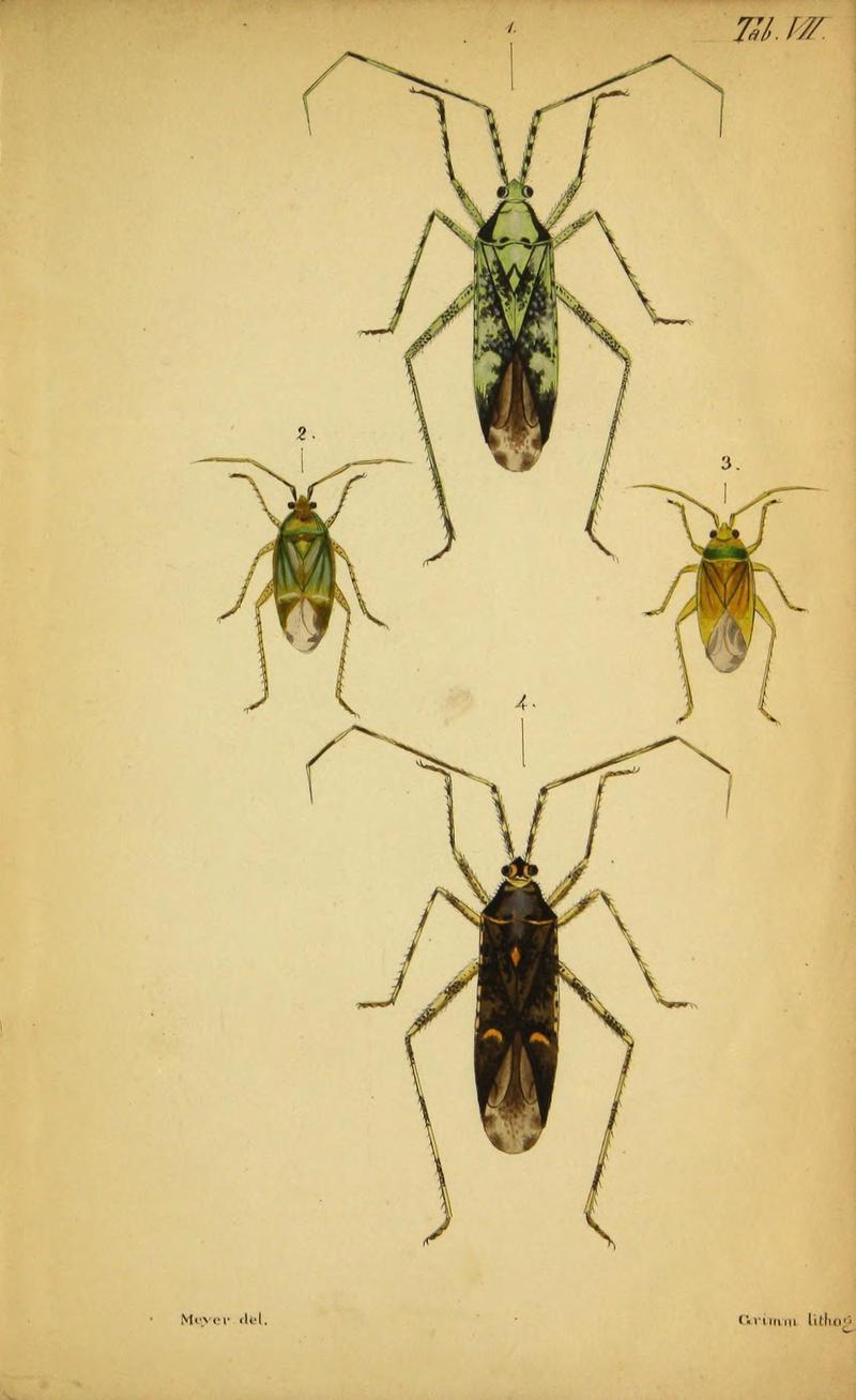 Verzeichniss der in der Schweiz einheimischen Rhynchoten. (Hemiptera Linn) (Page Pl. VII) (9271041822)