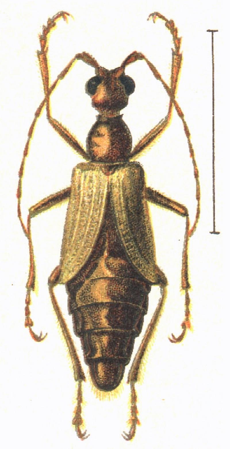 Vesperus luridus Rossi female