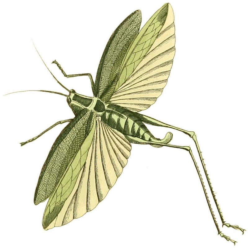 Viadana myrtifolia Illustrations of Exotic Entomology II 41
