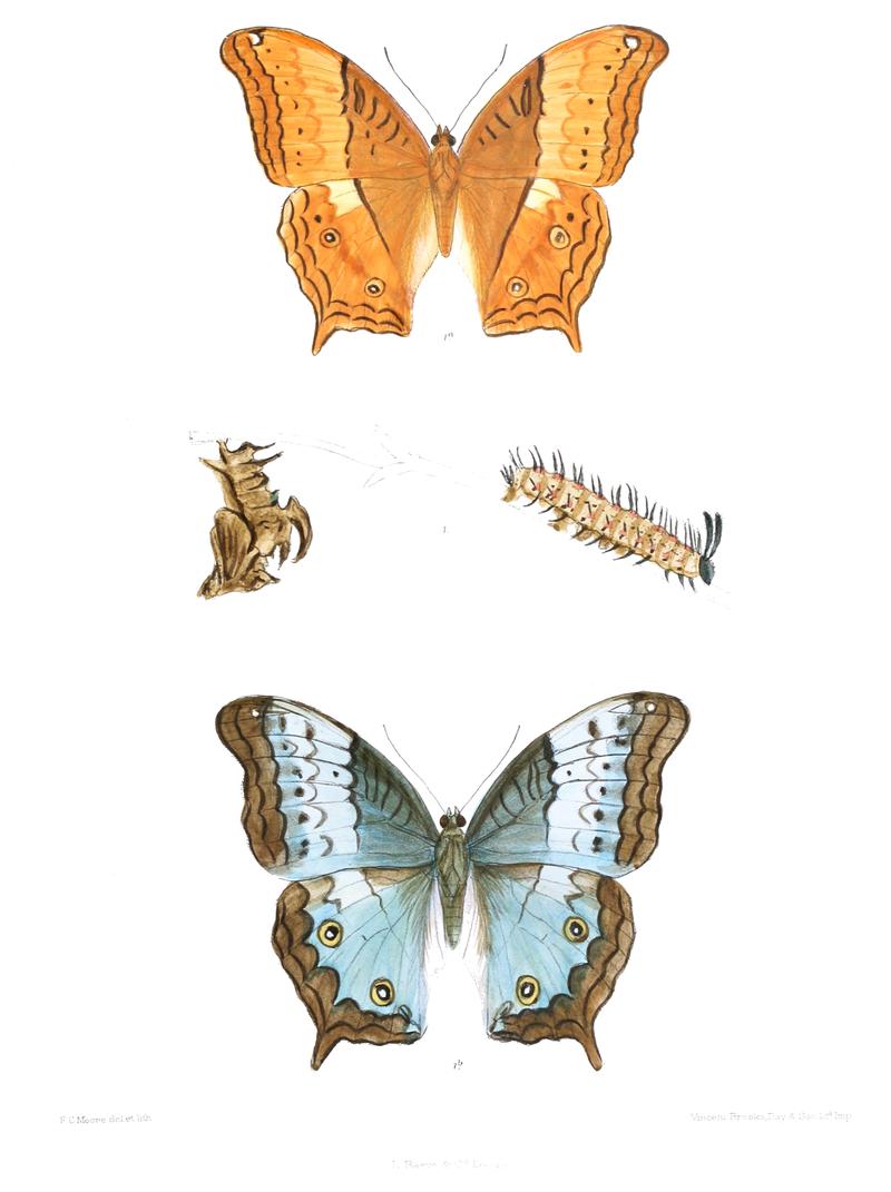 VindulaErotaAsela 358