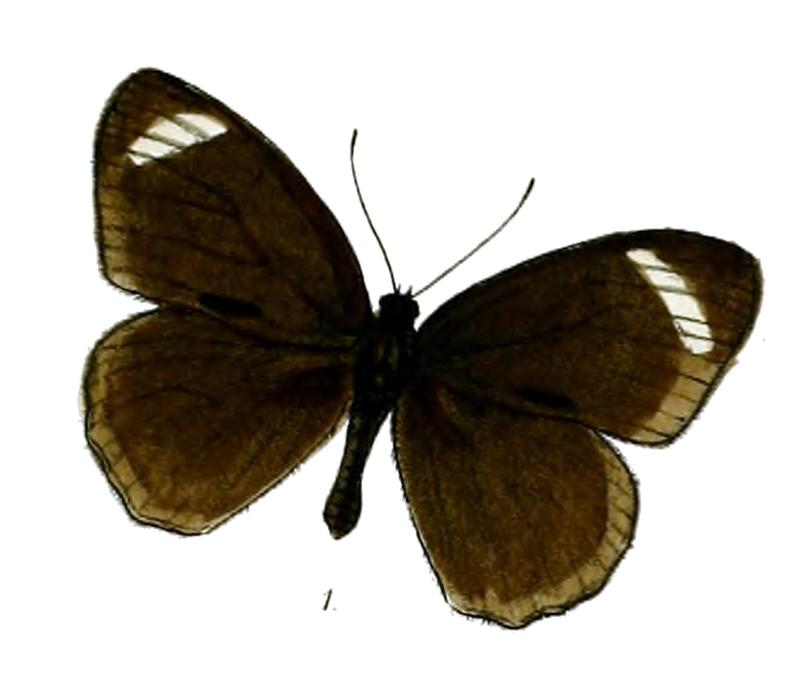 VirapaAnaxias 55 1